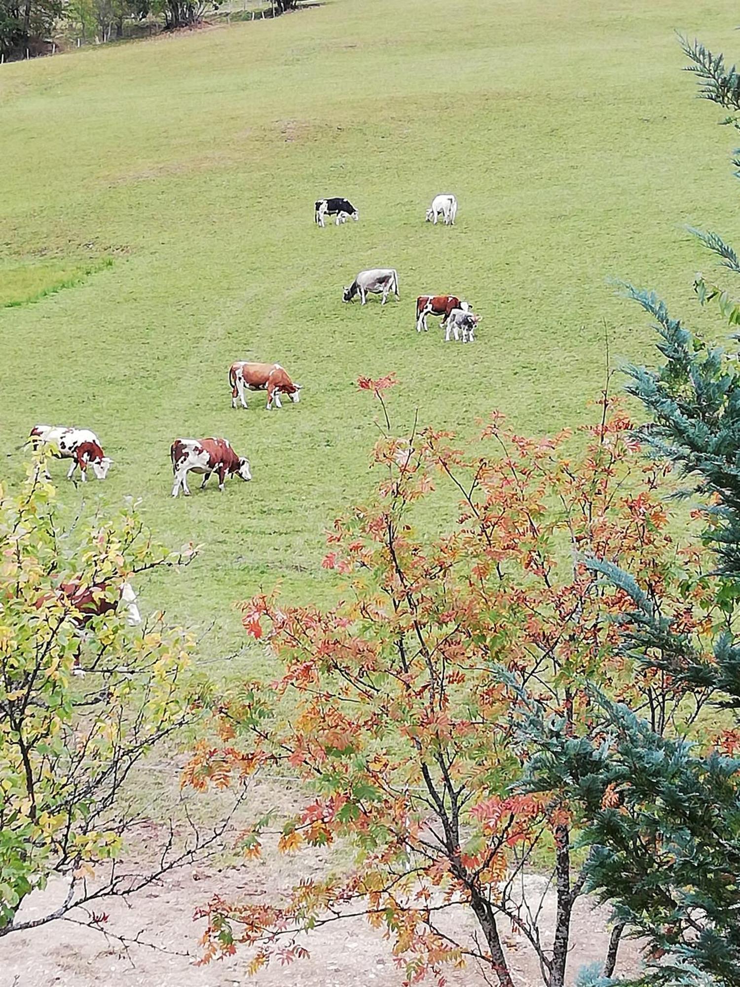 Bauernhof Bachgut Villa Mühlbach am Hochkönig Kültér fotó
